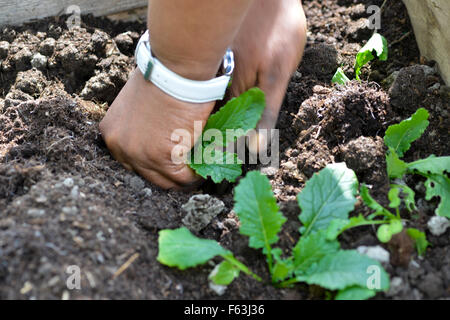 Anpflanzen von Setzlingen im Garten Stockfoto