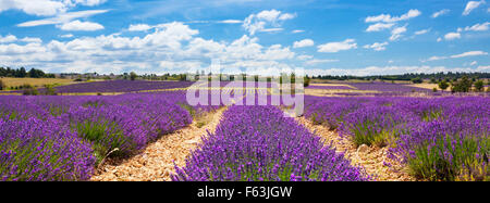 Panoramablick über Lavendelfeld und bewölkten Himmel, Frankreich Stockfoto