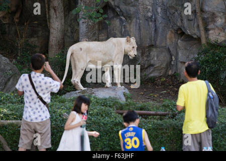 Weißer Löwe im Zoo von Chiang Mai Stockfoto