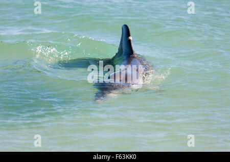 Monkey Mia Bottlenosed Delphin, Flasche Nase, Delfine, Australien, West Australien Kalbarri, Monkey Mia Stockfoto