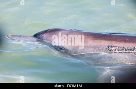 Bottlenosed Delphin, Flasche Nase, Delfine, Australien, West Australien Kalbarri, Monkey Mia Stockfoto