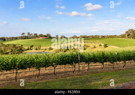 Weinreben im Testamente Domain Weinberg, Yallingup, Westaustralien Stockfoto