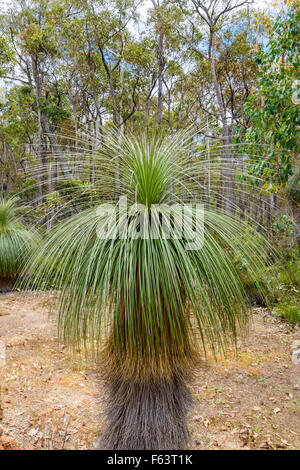 Ein Grasstree im nativen Buschland im Westen Australiens Südwesten Stockfoto