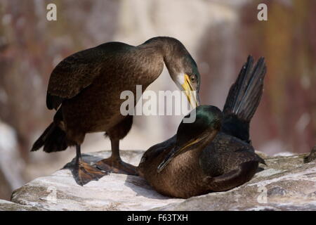 Zwei gemeinsame europäische Shags putzen - Farne Inseln, England, uk Stockfoto