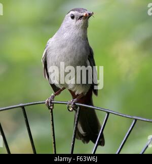 Nördliche Spottdrossel (Mimus Polyglottos) hocken auf einem Zaun mit Fliege im Schnabel Stockfoto