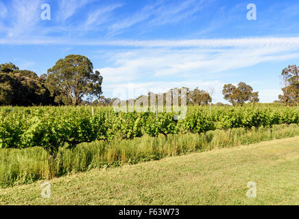 Weinreben in Insel Brook Anwesen in Metricup in der Margaret River Region von Western Australia Stockfoto