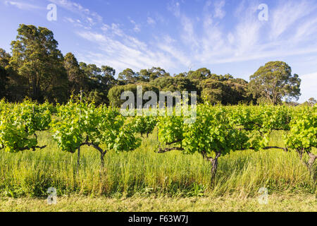 Weinreben in Insel Brook Anwesen in Metricup in der Margaret River Region von Western Australia Stockfoto