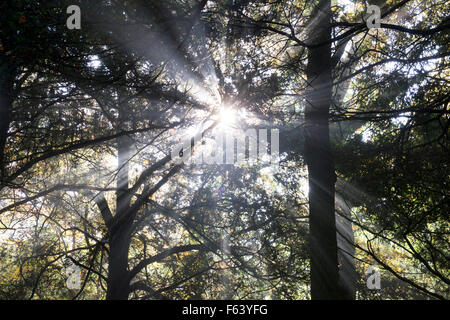 Pinien, Sonnenstrahlen und Herbst Nebel im Westonbirt Arboretum, Gloucestershire, England Stockfoto