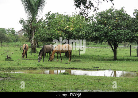 Pferde im Feld. Beni Region, Pampa de Yacuma, Bolivien. Stockfoto