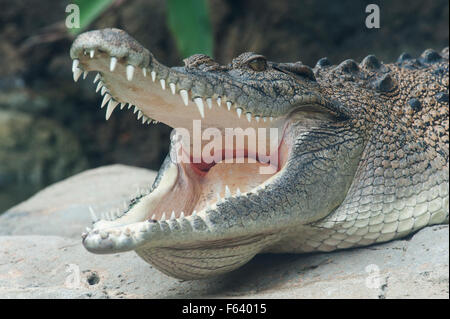 Salzwasserkrokodil, Crocodylus Porosus, (C), Aalen, Gähnen, Auge, Mund und Zähne, Asien zeigen. Stockfoto