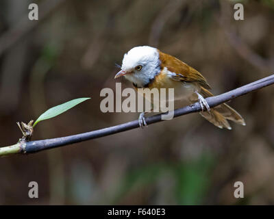 Eine weiße Kapuzen Babbler thront auf einem Bambus-Zweig im Wald in Nord-Thailand Stockfoto