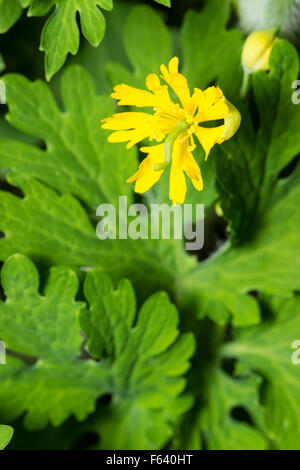 Fein geschnitten Sie Blütenblätter farnartige dunkelblättrige Schöllkraut, Chelidonium Majus 'Laciniatum' Stockfoto