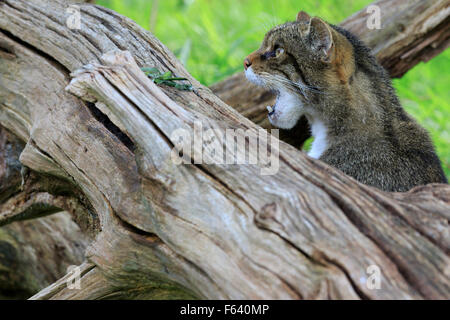 Schottische Wildkatze (Felis Silvestris) schlich in freier Wildbahn Stockfoto