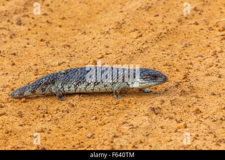 Shingleback Skink (Tiliqua Rugosa), Australien. Stockfoto