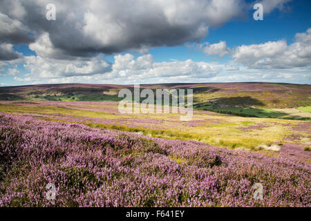 August Heather in Westerdale, North York Moors National Park Stockfoto