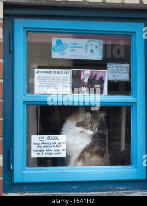 Rettungs-Katze im Fenster "" Padstow Stockfoto