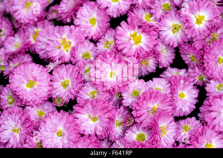 "Ringdove" Chrysanthemen. Stockfoto