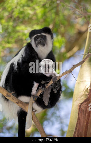 Nahaufnahme von Colobus Affen mit Baby-sitter in Akazie Colobus Guereza Elsamere Naivasha, Kenia Stockfoto