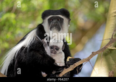 Nahaufnahme von Colobus Affen mit Baby-sitter in Akazie Colobus Guereza Elsamere Naivasha, Kenia Stockfoto