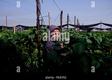 Jordan Valley, West Bank. 11. November 2015. Palästinensischen landwirtschaftlichen Arbeitnehmer in einem israelischen Besitz Gewächshaus die wächst Paprika für den Export in Netiv Hagdud jüdische Siedlung in den Jordan Valley West Bank, Israel am 11. November 2015. Exekutive der Europäischen Union am Mittwoch legte Leitlinien für die Kennzeichnung von Produkten aus israelischen Siedlungen in den besetzten palästinensischen Gebieten. Credit: Eddie Gerald/Alamy leben Nachrichten Stockfoto