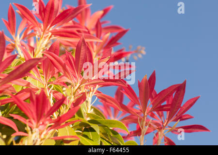 Pieris Wald Flamme immergrüner Strauch - neue helle rote Federblättern Stockfoto