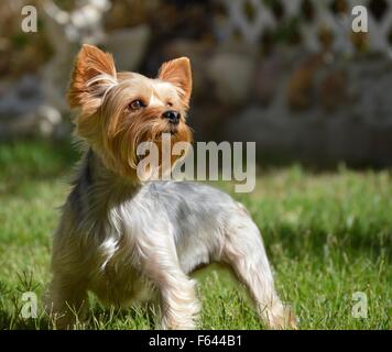 Stolz Yorkshire-Terrier Stockfoto