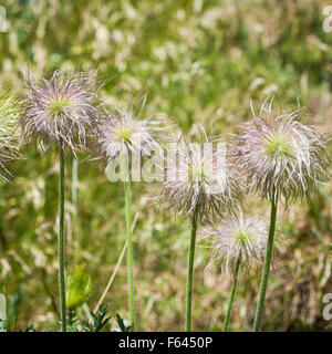 Samenkorn-Köpfe der Europäischen Küchenschelle Stockfoto