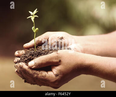 Hände halten eine Pflanze zart Arzneimittel neem Stockfoto