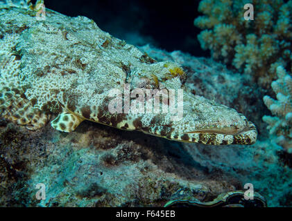 Nahaufnahme von Krokodil Fisch, Cymbacephalus Beauforti, auf Felsen im Korallenriff, Rotes Meer, Ägypten Stockfoto