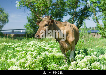 Süße junge Kuh warten auf die Milchmädchen auf einer Feder-Weide Stockfoto