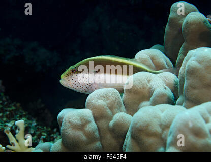 Blackside Hawkfish, Paracirrhites Forsteri, thront in Koralle, Rotes Meer, Ägypten Stockfoto