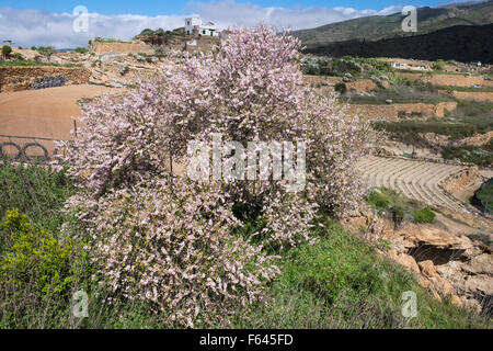 Blühende Mandelbäume, Prunus Dulcis, in Los Fuentes, Teneriffa, Kanarische Inseln, Spanien. Stockfoto