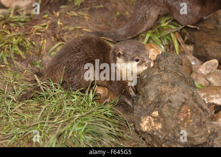 Nahaufnahme eines Babys von Oriental kurze Krallen Otter Stockfoto