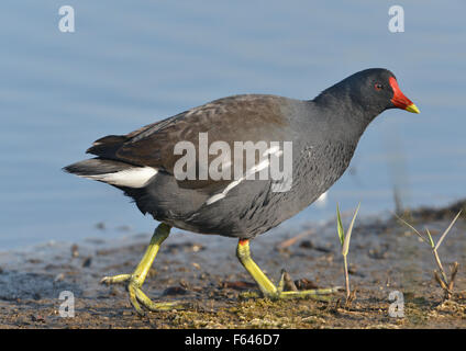 Teichhuhn - Gallinula chloropus Stockfoto