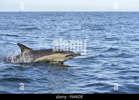 Kurzer Schnabel Gemeiner Delfin - Delphinus delphis Stockfoto