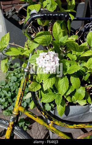 Orange vintage Bike und weißen Hortensia im sonnigen Amsterdam. Stockfoto