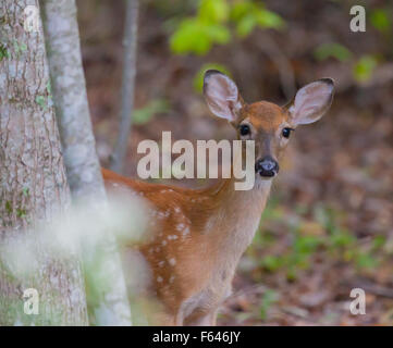 Junge weiß - angebundene Rotwild (Odocoileus Virginianus) in die Kamera schaut Stockfoto