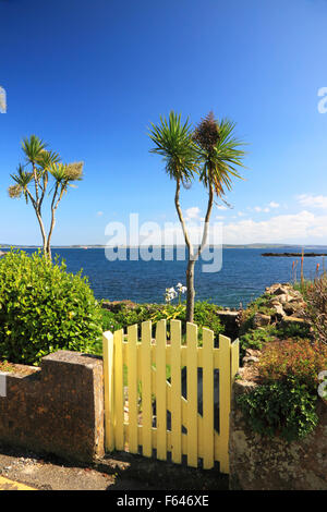 Palmen wachsen direkt am Meer mit Blick auf Mount Bucht am Mousehole Cornwall. Stockfoto