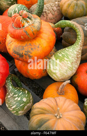 Eine Vielzahl von Zucchini und Kürbisse (Cucurbita), Vermont New England USA Stockfoto