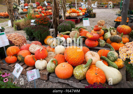 Vielzahl von Kürbissen zum Verkauf im Herbst, Woodstock, Vermont USA Stockfoto