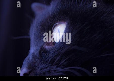 Nahaufnahme der ein Katzenauge in schwarz. Stockfoto