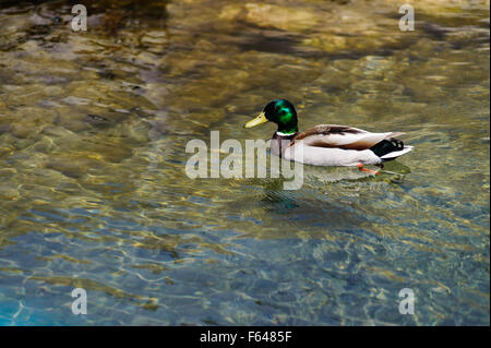 männliche Stockente in Bewegung mit Grün poliert Kopf in Bruce Peninsula National Park, Ontario, Stockfoto