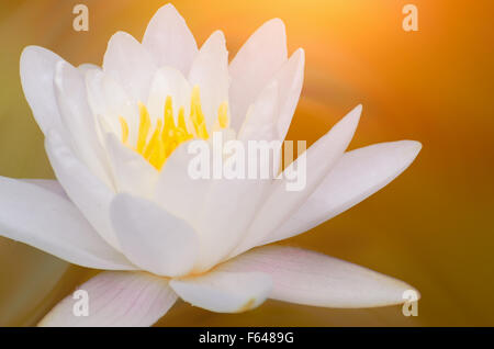 Closeup auf Lotus Petal mit Exemplar Stockfoto