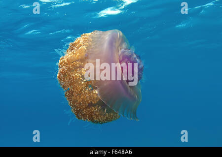 Blumenkohl Quallen (Cephea Cephea) Indischer Ozean, Malediven Stockfoto