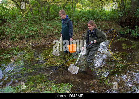 Elektro Fischerei Befragung von Norfolk Kreide Flüsse, Norfolk Flüsse Vertrauen, Herbst, Norfolk UK Stockfoto