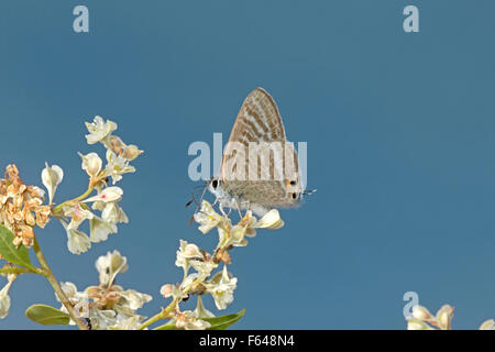 Long-tailed blau - Lampides boeticus Stockfoto