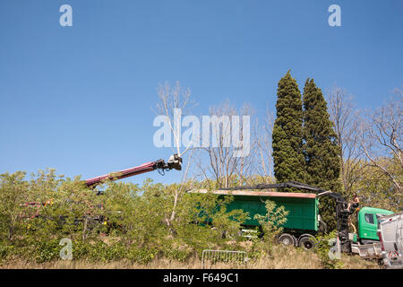 Platanen mit Pilz-Krankheit geschnitten und entfernt vom Ufer des Canal du Midi, in der Nähe von Le Someil Dorf, Aude, Süden, Frankreich. Stockfoto