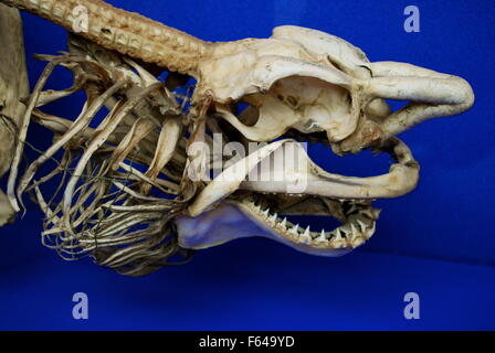 Hai Skelett, Oxford University Museum of Natural History Stockfoto