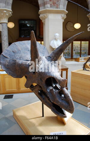 Triceratops Schädel. Oxford University Museum of Natural History Stockfoto