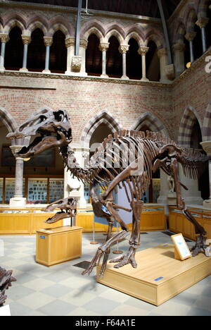 Dinosaurier-Knochen. Oxford University Museum of Natural History Stockfoto